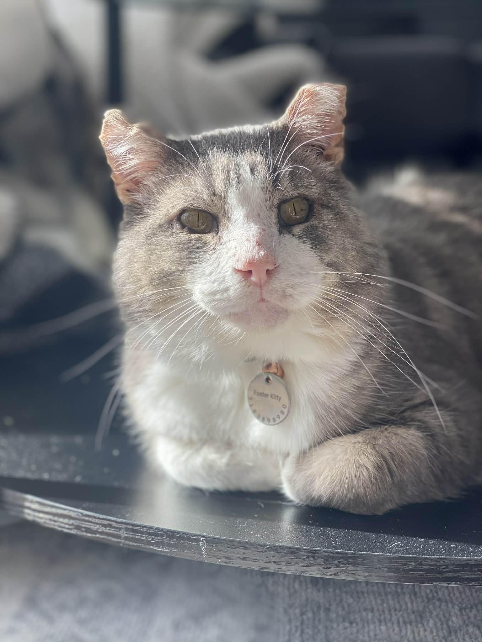 Enlarge Pedro, a Adoptable Domestic Short Hair in Shakespeare, ON image 5/6