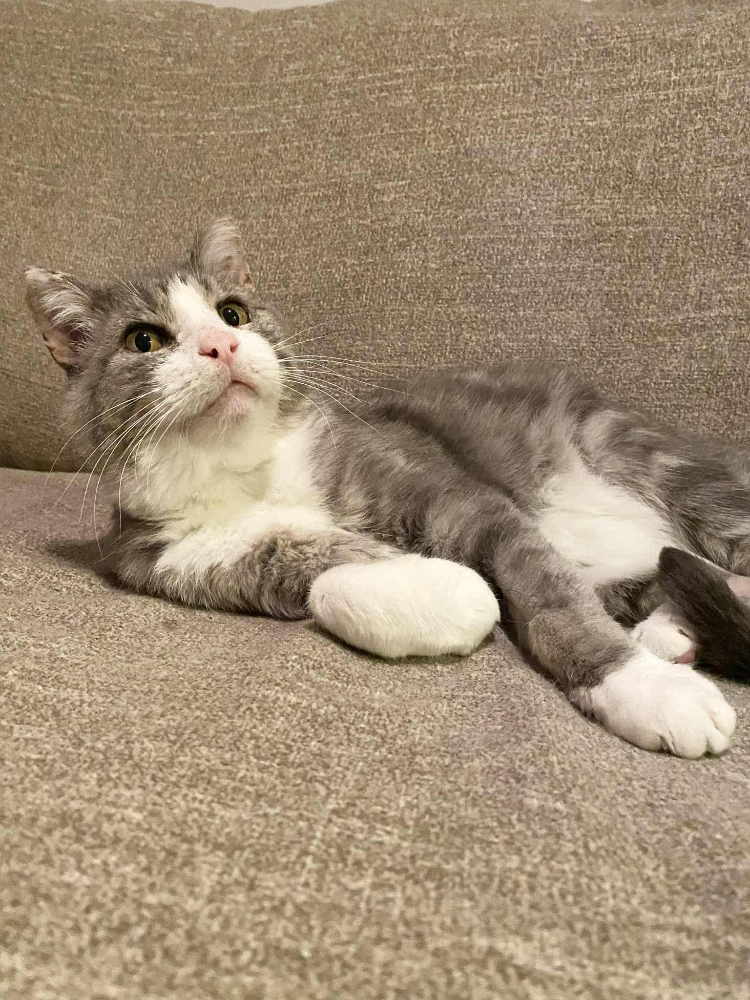 Pedro, Adoptable, Adult Male Domestic Short Hair.