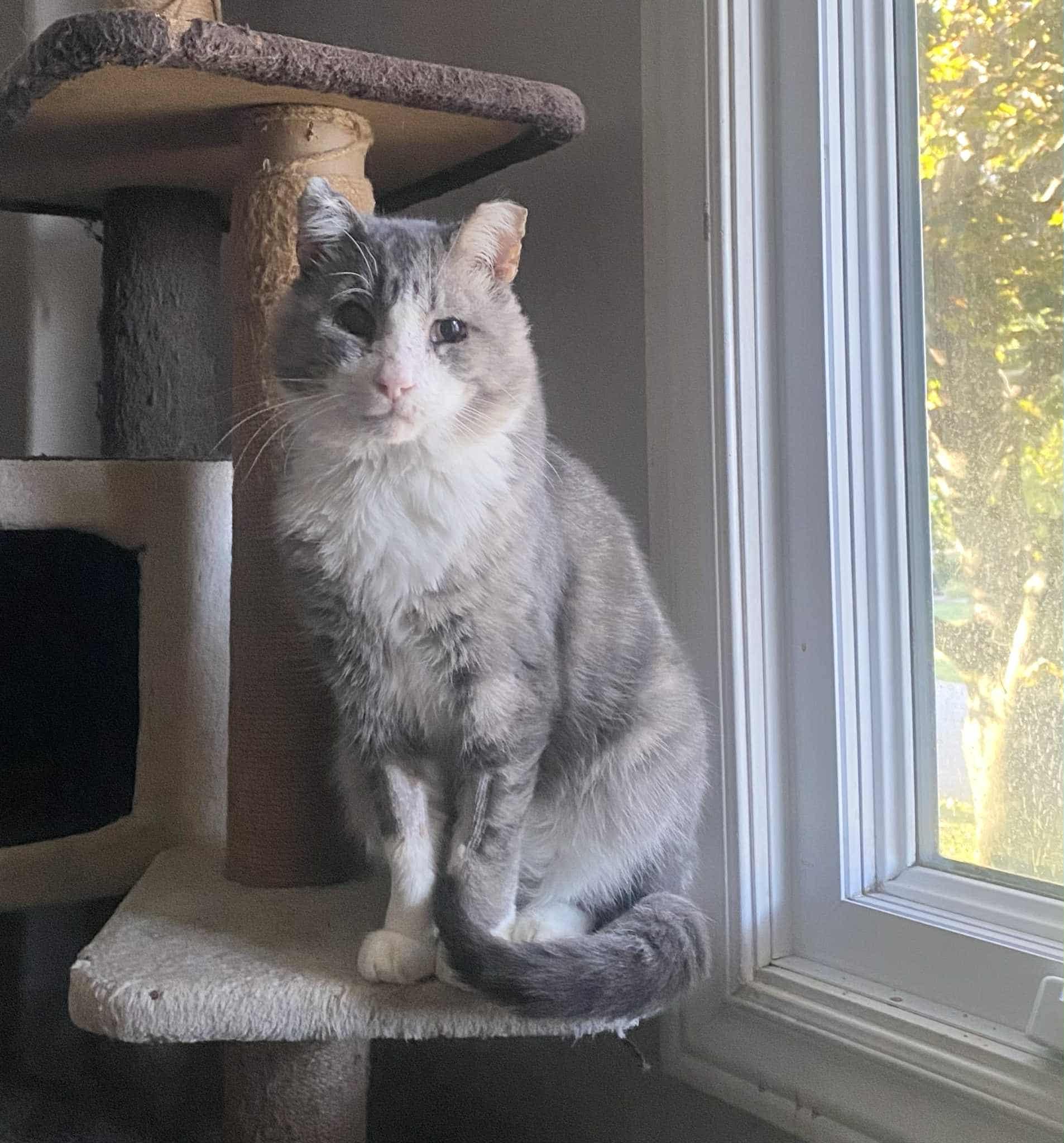 Pedro, a Adoptable Domestic Short Hair in Shakespeare, ON image 2/6