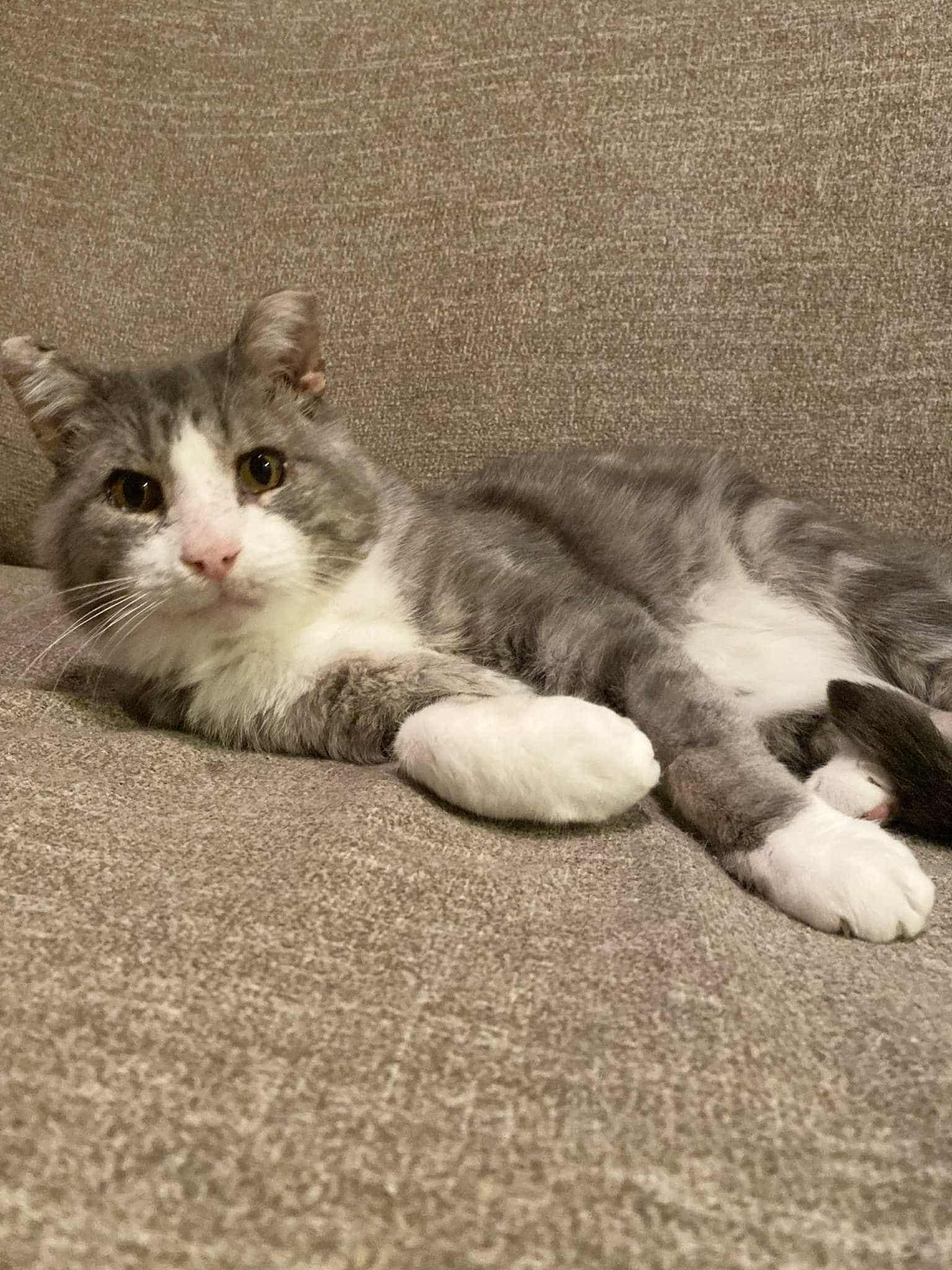 Pedro, a Adoptable Domestic Short Hair in Shakespeare, ON image 4/6