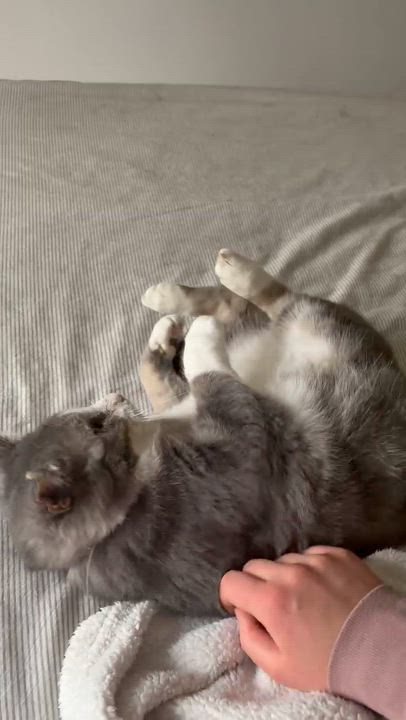 Enlarge Pedro, a Adoptable Domestic Short Hair in Shakespeare, ON video 4/6
