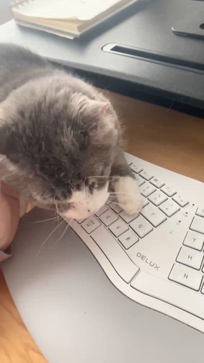 Enlarge Pedro, a Adoptable Domestic Short Hair in Shakespeare, ON video 4/6