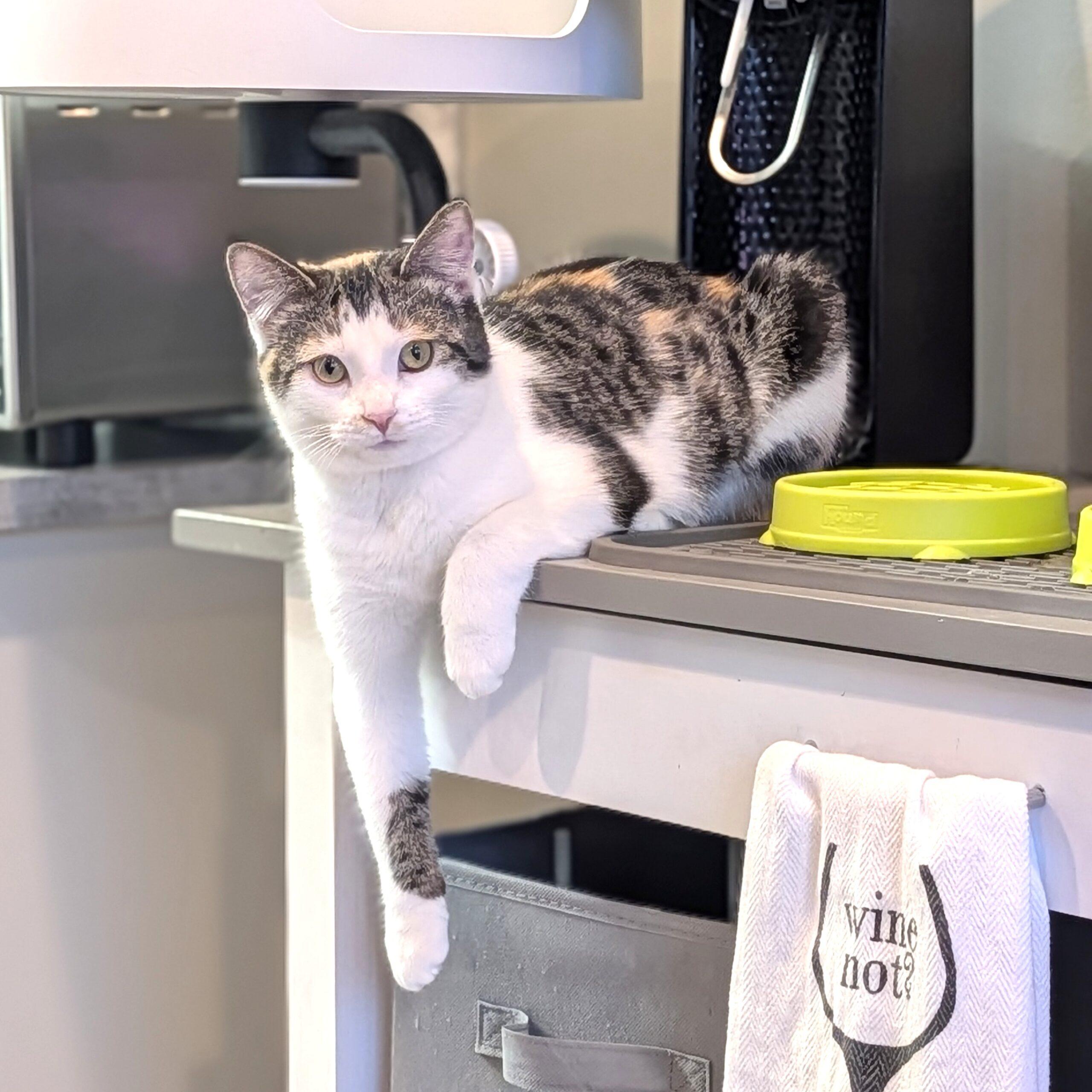 Mitzy, adopted, Young Female Domestic Short Hair.