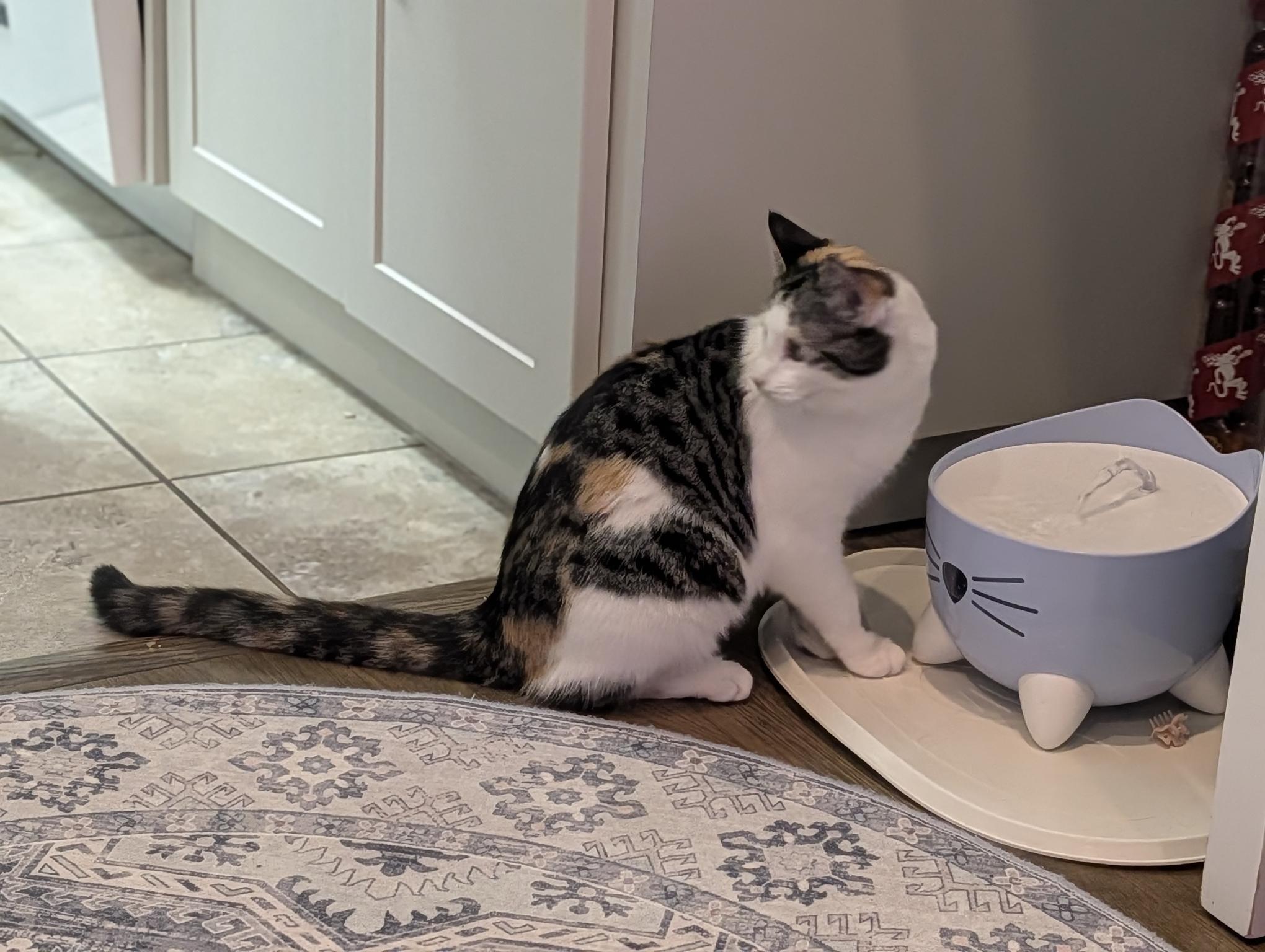 Enlarge Mitzy, an adopted Domestic Short Hair in Calgary, AB image 4/4