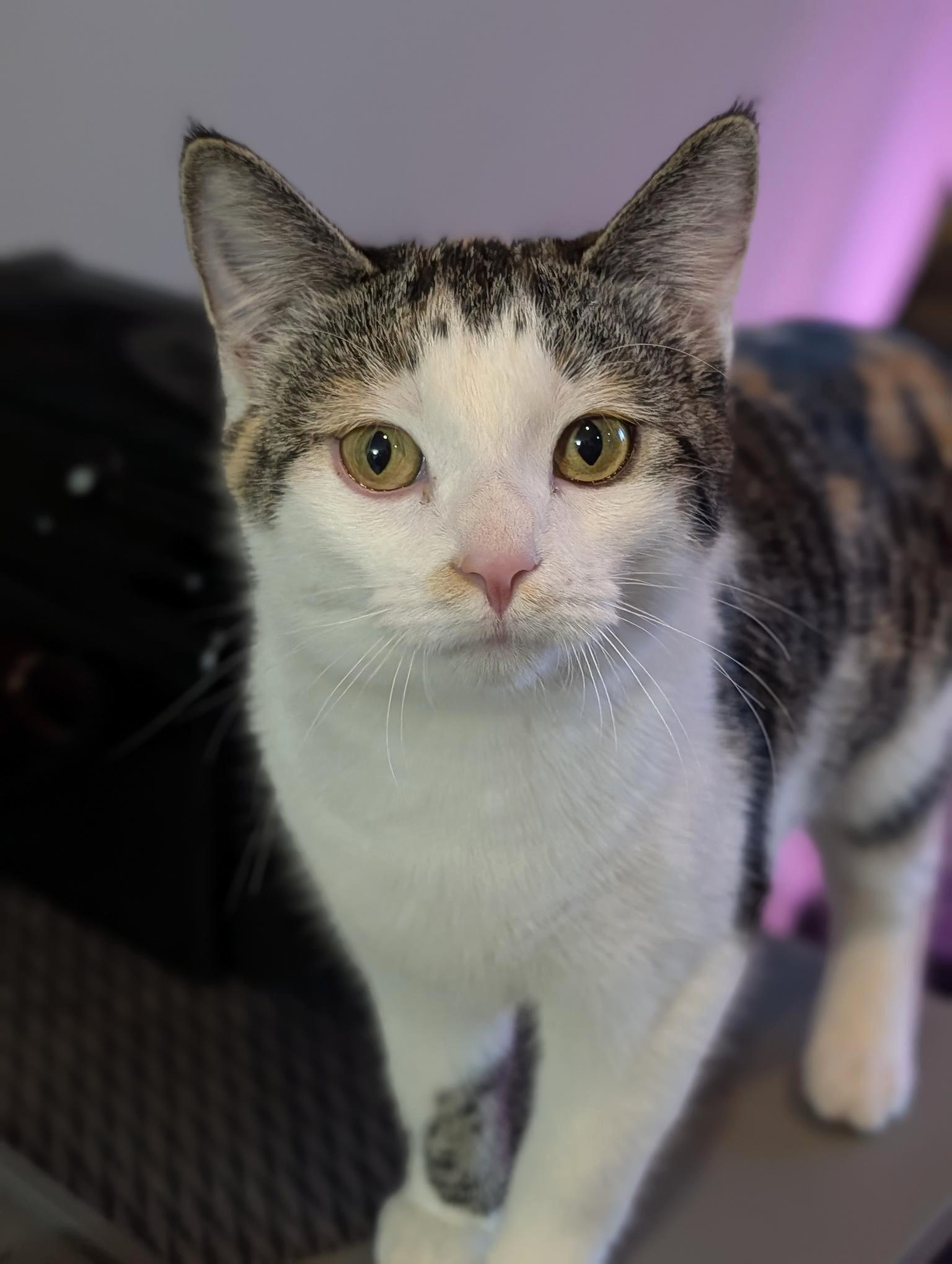 Enlarge Mitzy, an adopted Domestic Short Hair in Calgary, AB image 3/4