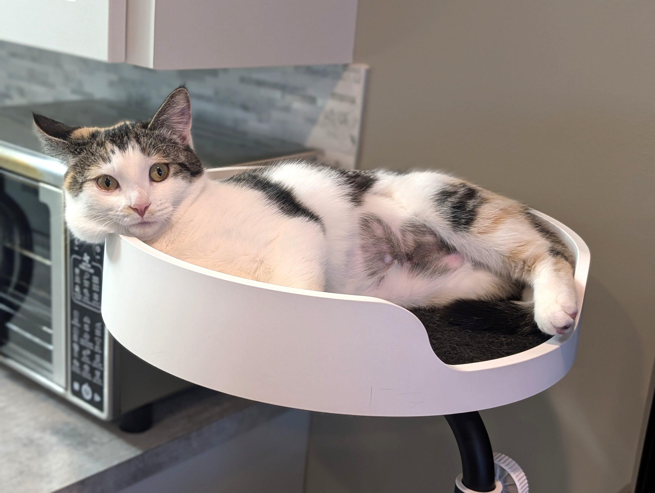 Enlarge Mitzy, an adopted Domestic Short Hair in Calgary, AB image 2/4