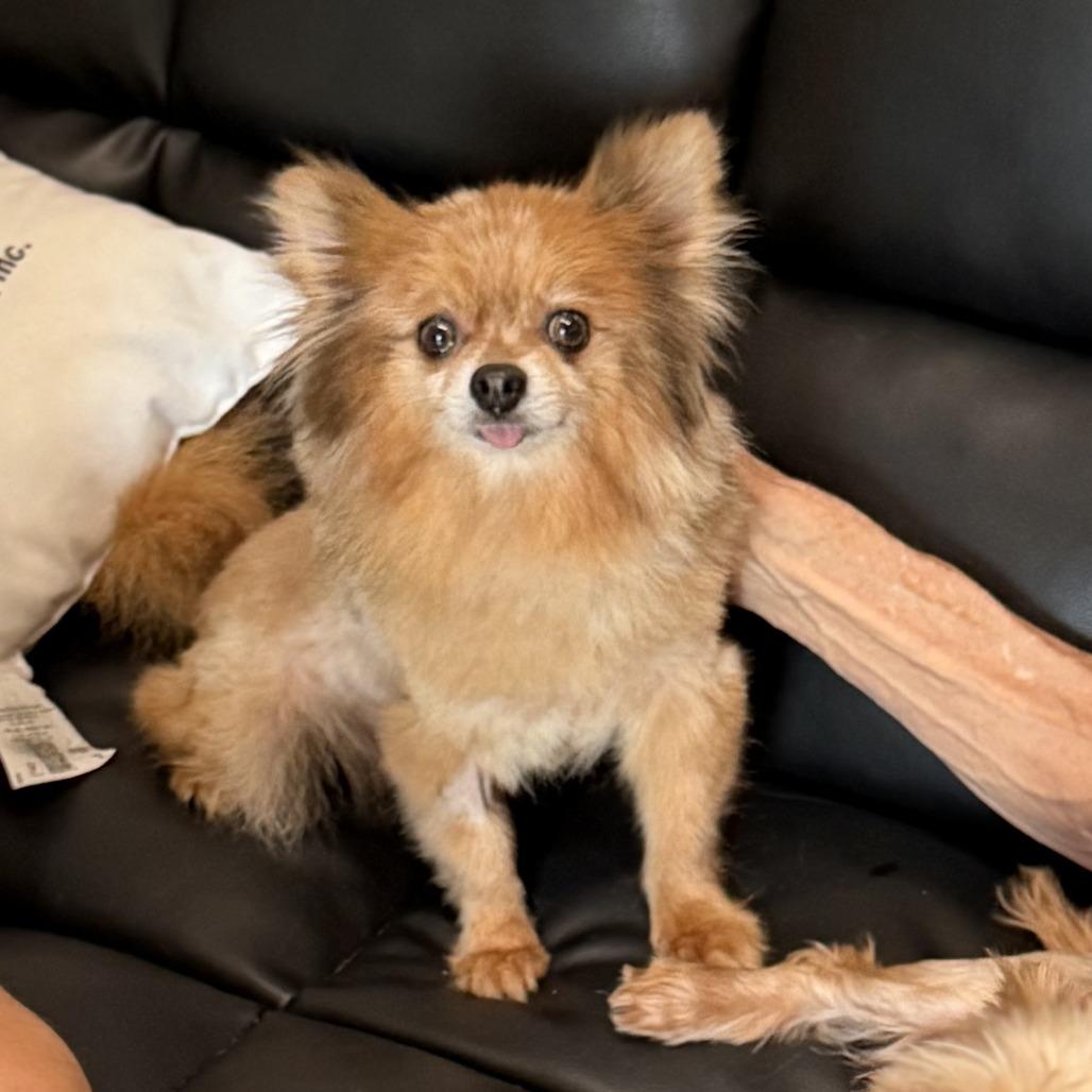 Enlarge PARIS, a Adoptable Pomeranian in Wellington, FL image 1/4