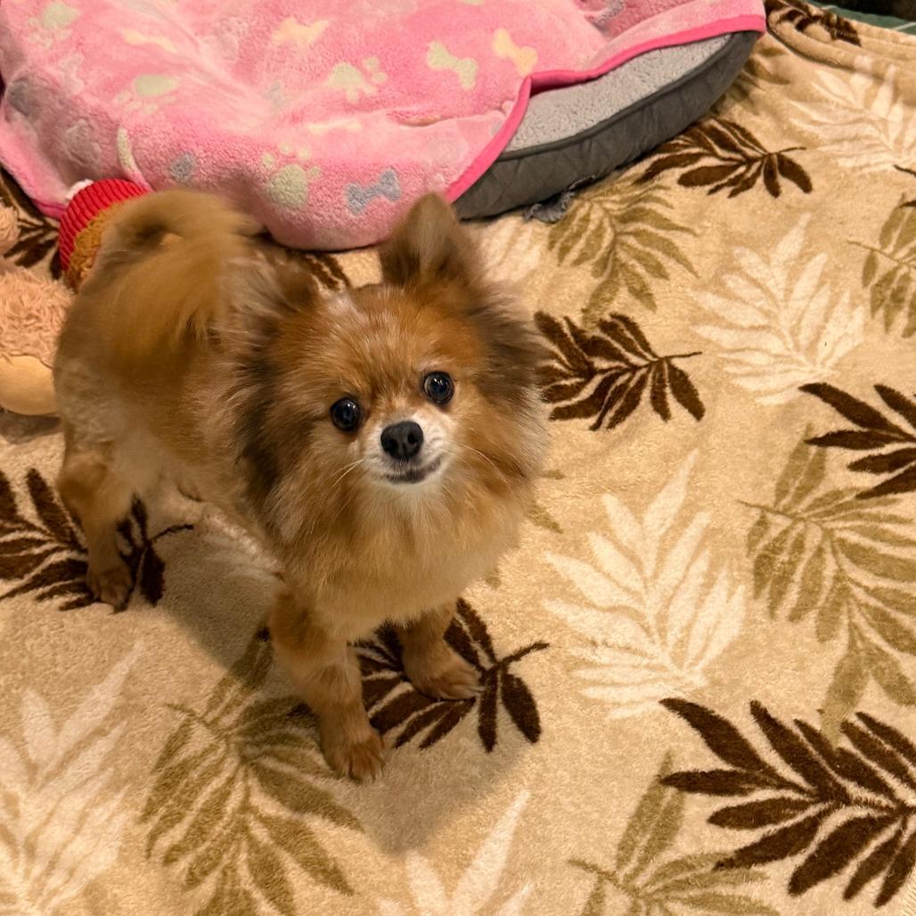 Enlarge PARIS, a Adoptable Pomeranian in Wellington, FL image 2/4