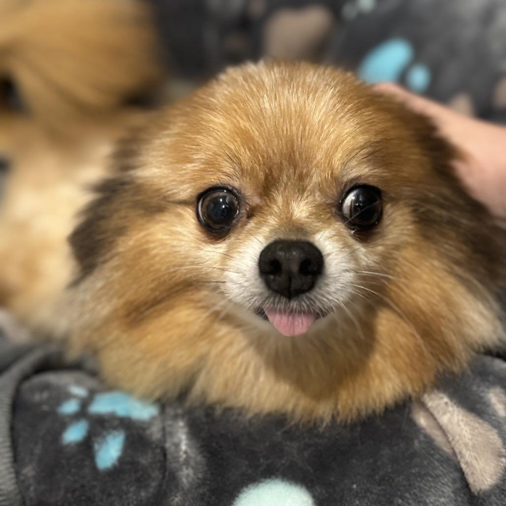 Enlarge PARIS, a Adoptable Pomeranian in Wellington, FL image 3/4