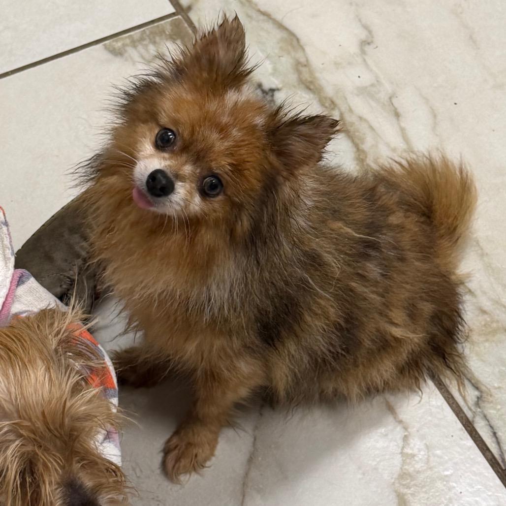 Enlarge PARIS, a Adoptable Pomeranian in Wellington, FL image 4/4