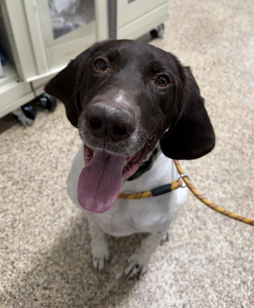 BENTLEY, a Adoptable German Shorthaired Pointer in Hastings, MI image 1/2