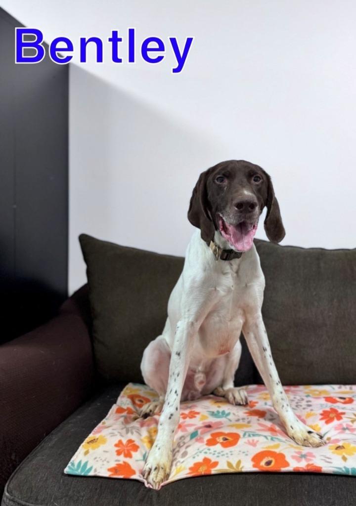 BENTLEY, a Adoptable German Shorthaired Pointer in Hastings, MI image 2/2