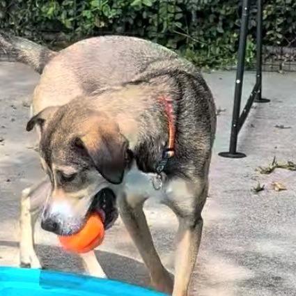 Panfish, Adoptable, Adult Male German Shepherd Dog & Mixed Breed.