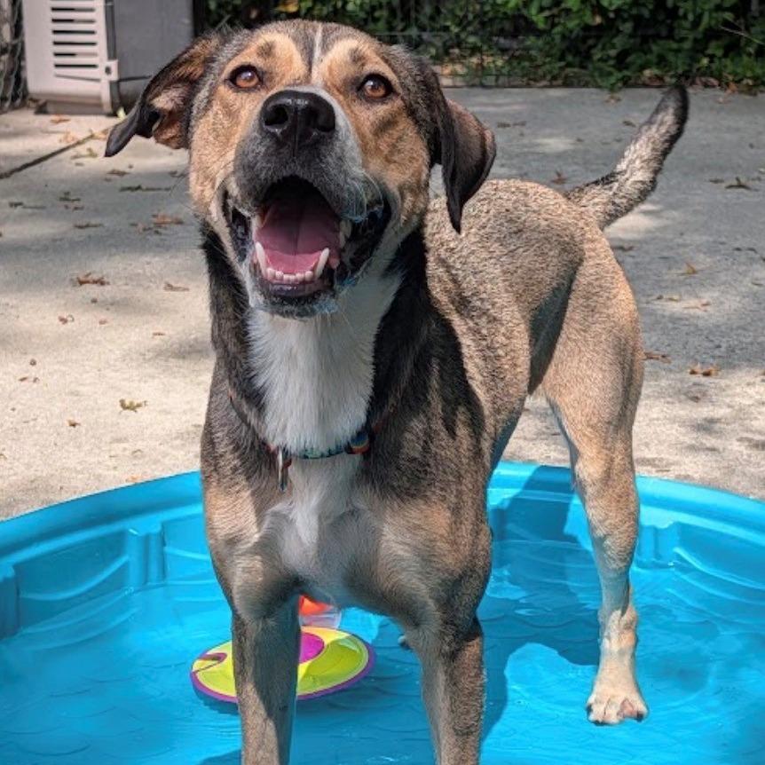 Enlarge Panfish, a Adoptable mixed breed in East Hanover, NJ image 2/6