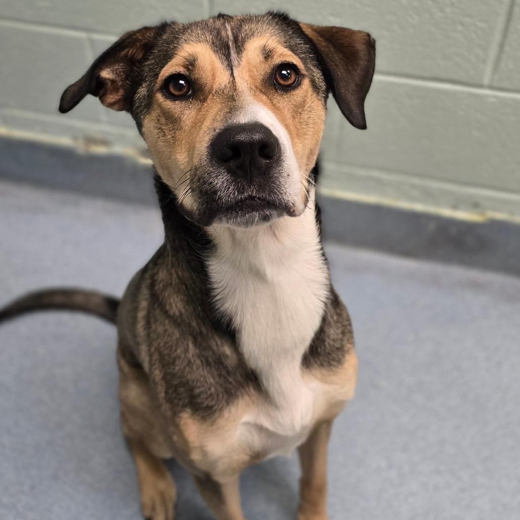 Enlarge Panfish, a Adoptable mixed breed in East Hanover, NJ image 3/6