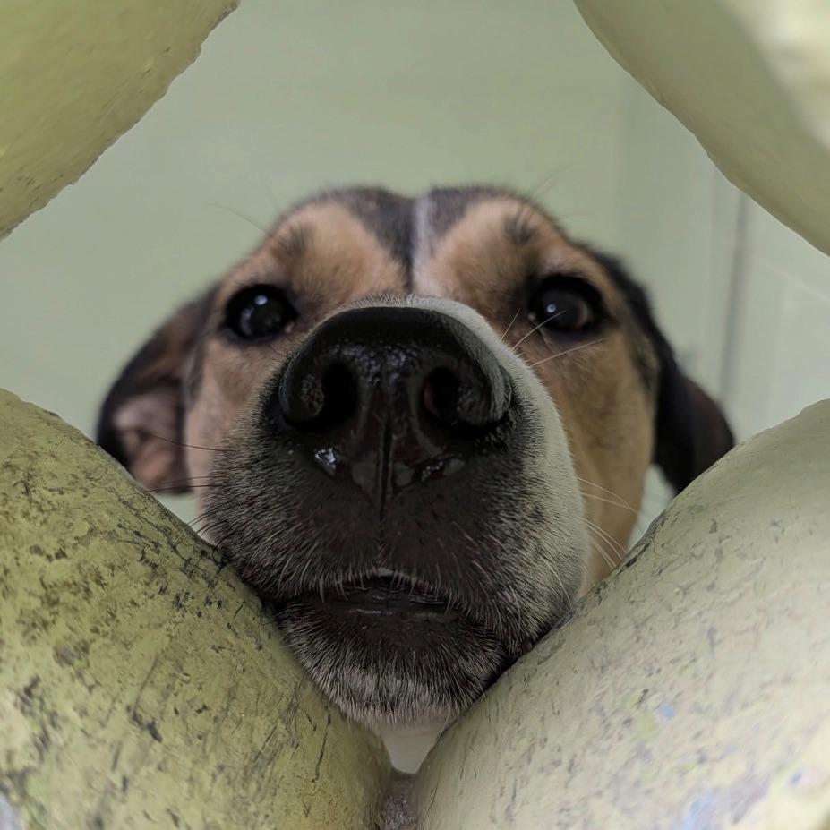 Enlarge Panfish, a Adoptable mixed breed in East Hanover, NJ image 4/6