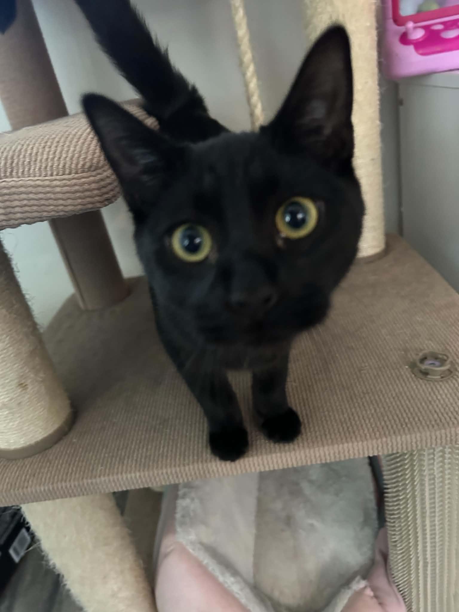 Enlarge DIGI, a Adoptable Domestic Short Hair in Holbrook, NY image 1/3