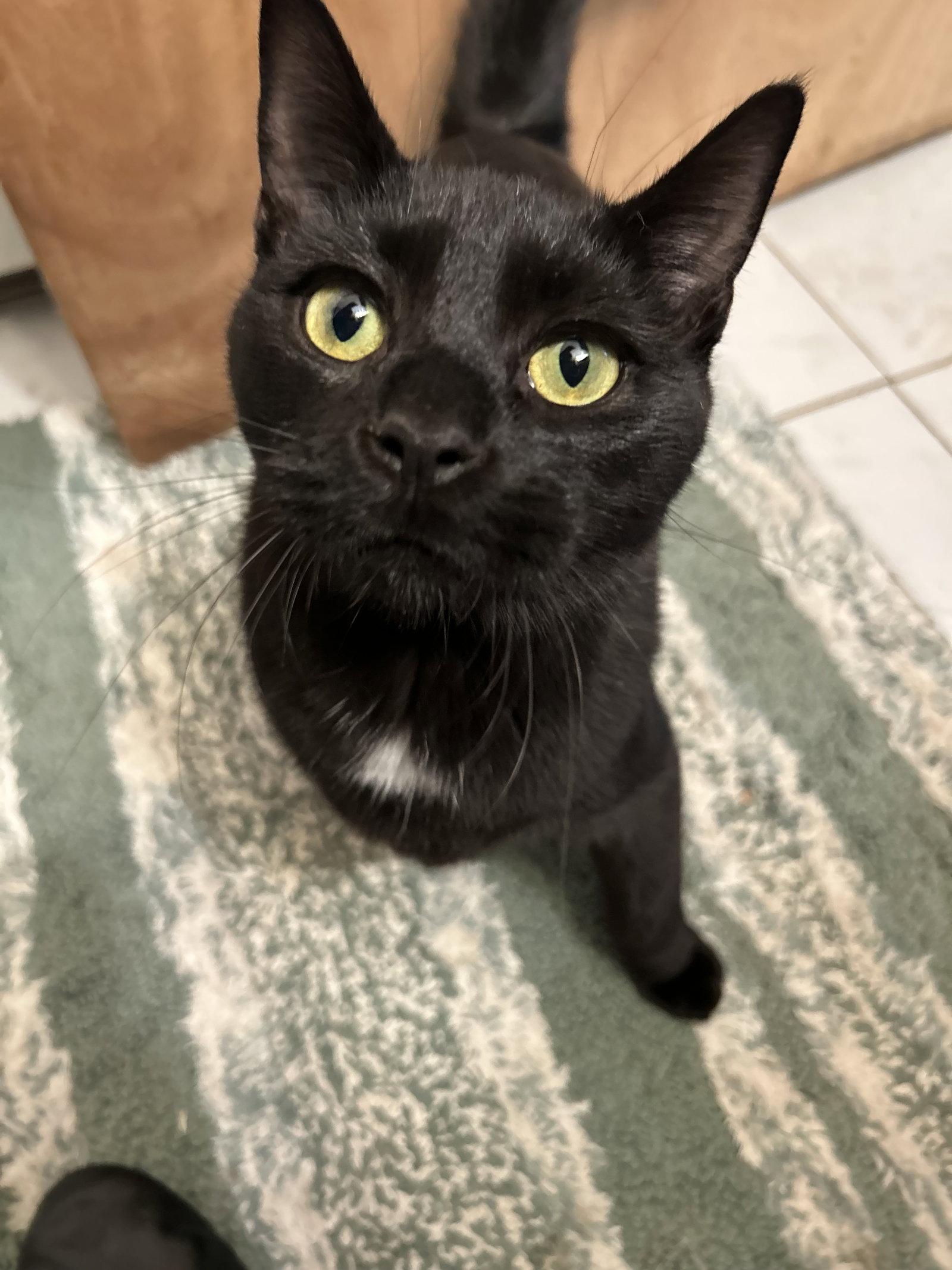 Enlarge DIGI, a Adoptable Domestic Short Hair in Holbrook, NY image 2/3