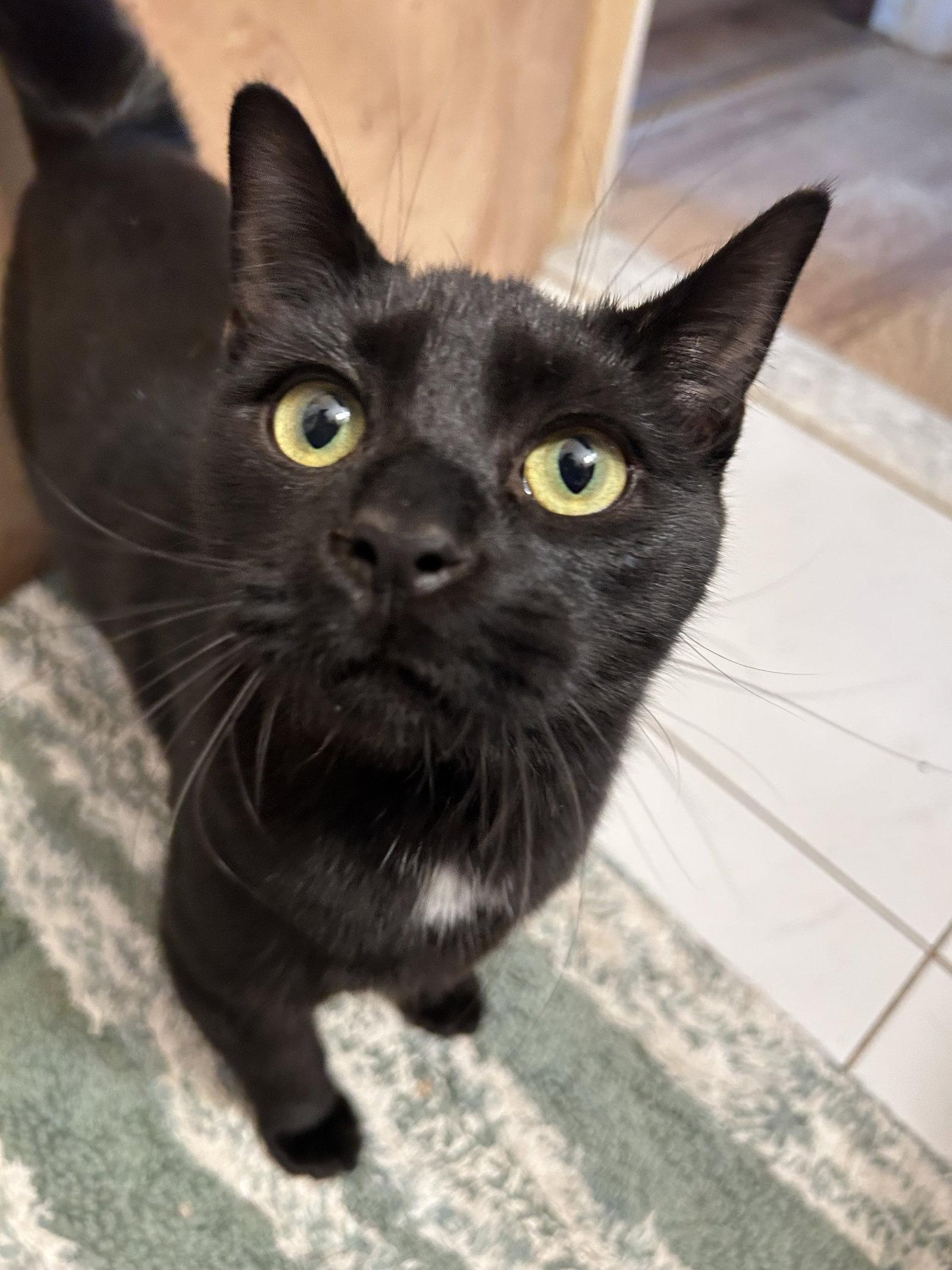 Enlarge DIGI, a Adoptable Domestic Short Hair in Holbrook, NY image 3/3