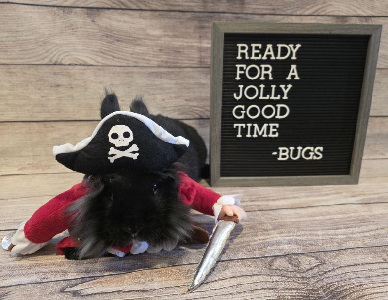 Enlarge Bugs, a Adoptable Lionhead in Columbus, OH image 1/2