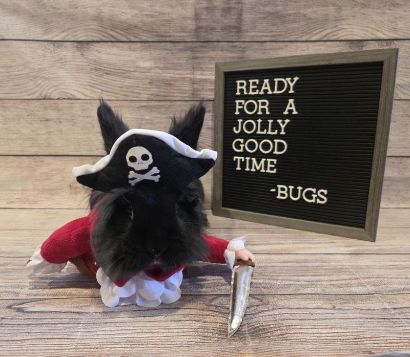 Enlarge Bugs, a Adoptable Lionhead in Columbus, OH image 2/2