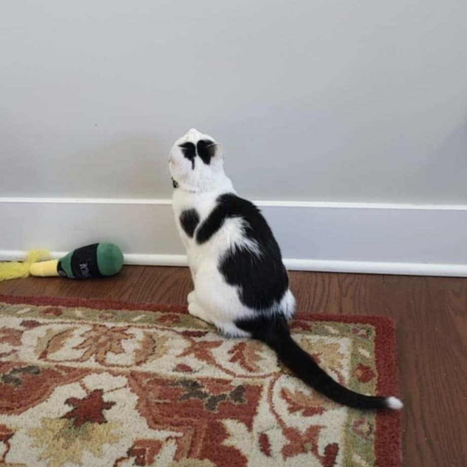 Faith, a Adoptable Domestic Short Hair in Royal Oak, MI image 5/6