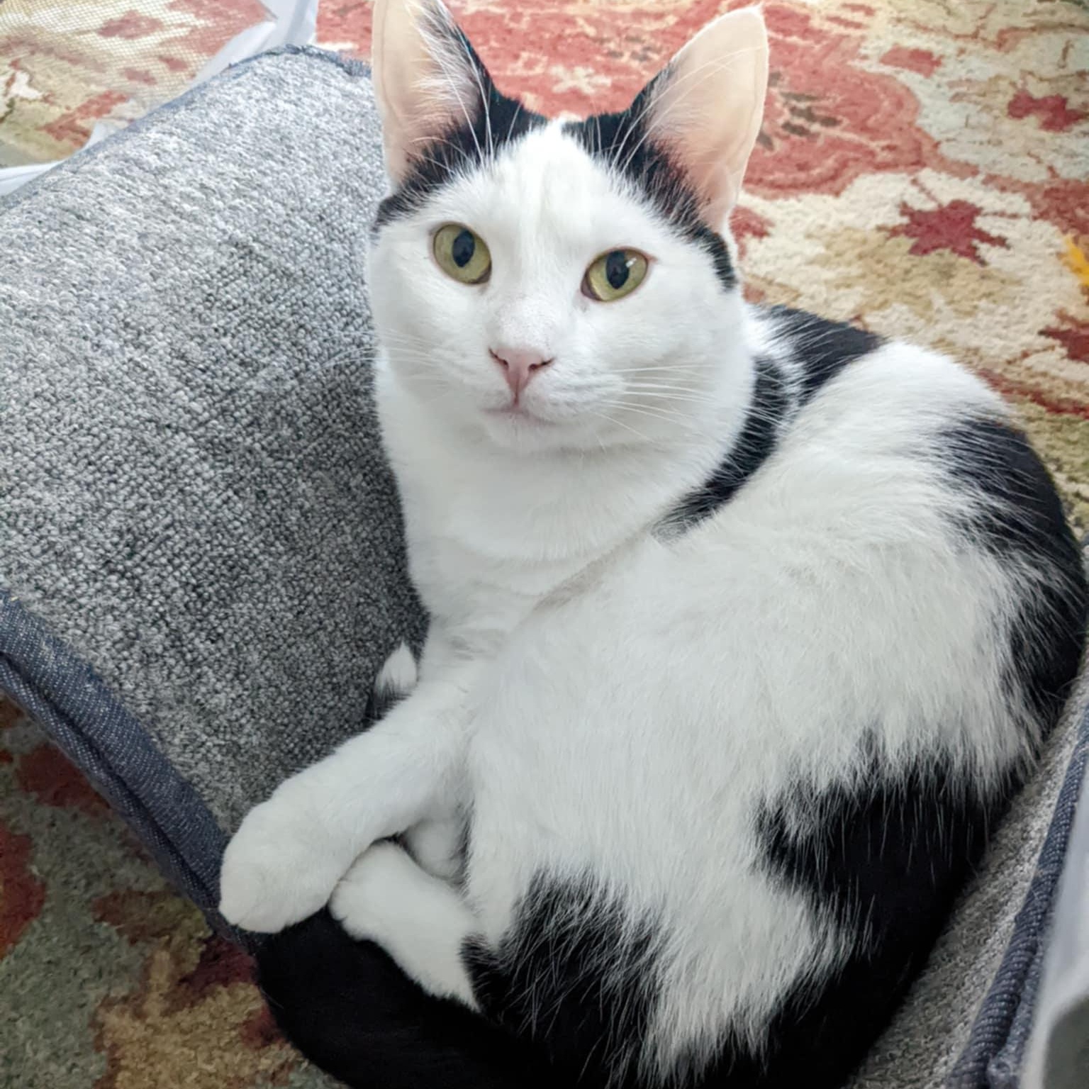 Faith, a Adoptable Domestic Short Hair in Royal Oak, MI image 1/6