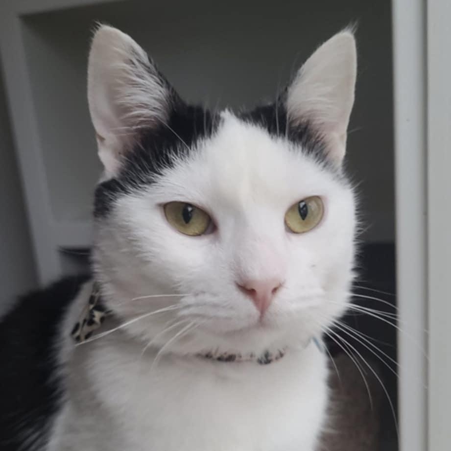 Faith, a Adoptable Domestic Short Hair in Royal Oak, MI image 6/6