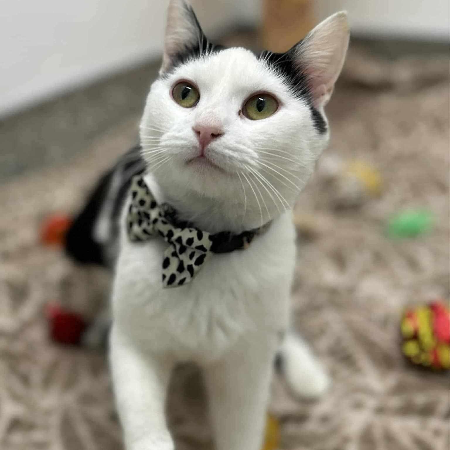 Faith, a Adoptable Domestic Short Hair in Royal Oak, MI image 2/6