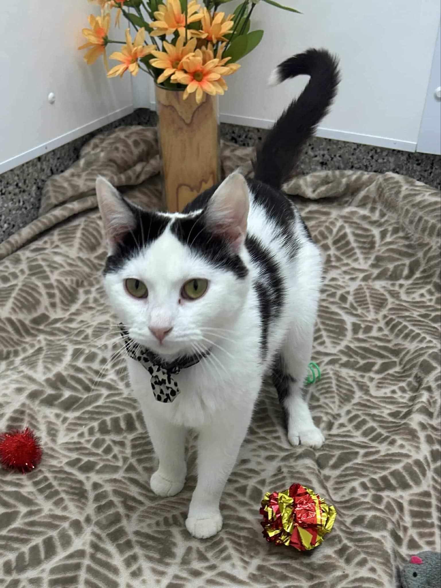 Faith, a Adoptable Domestic Short Hair in Royal Oak, MI image 3/6