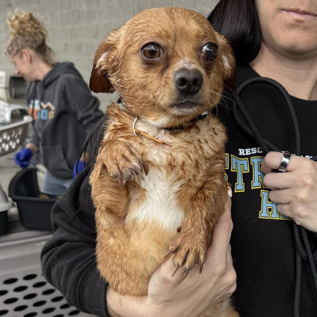 Enlarge Dale (61880_2), a Adoptable mixed breed in Bend, OR image 1/3