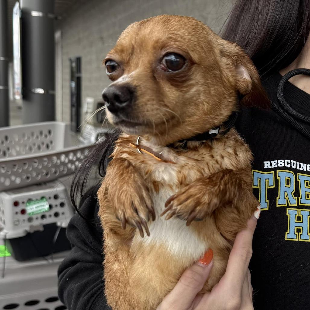 Enlarge Dale (61880_2), a Adoptable mixed breed in Bend, OR image 2/3