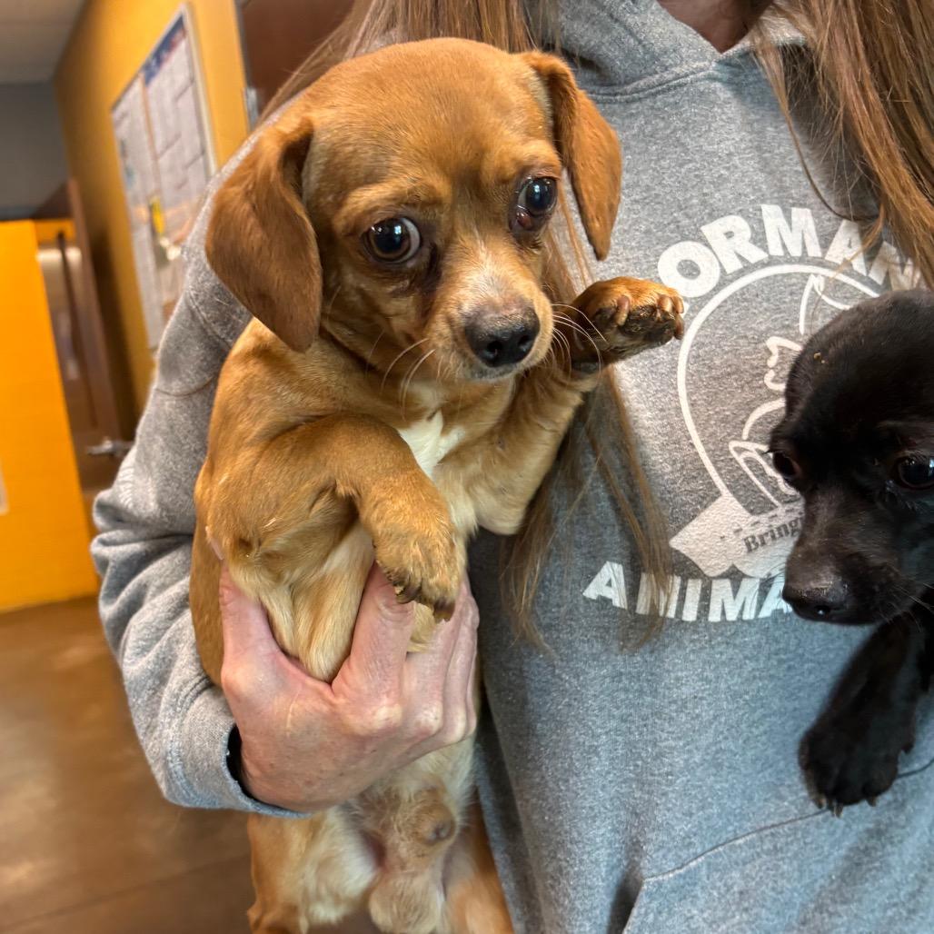 Enlarge Dale (61880_2), a Adoptable mixed breed in Bend, OR image 3/3