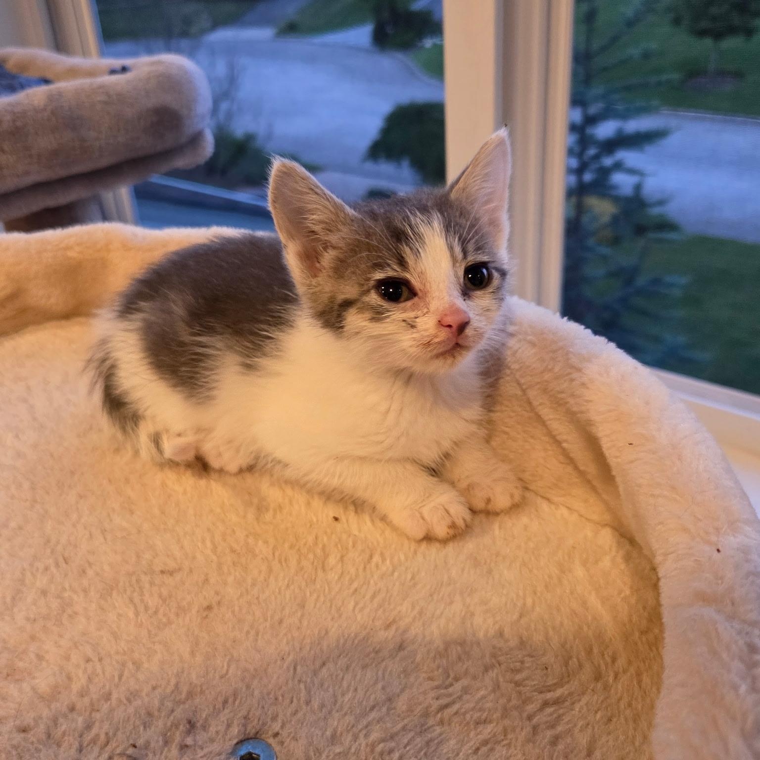 Spirit, ADOPTABLE, Kitten Female Domestic Short Hair.