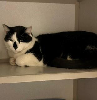 Bandit, ADOPTABLE, Adult Male Domestic Short Hair.