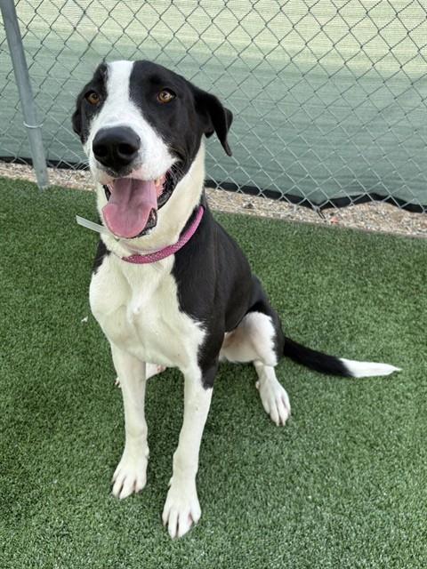 LUNA, Adoptable, Young Female Great Dane & Mixed Breed.