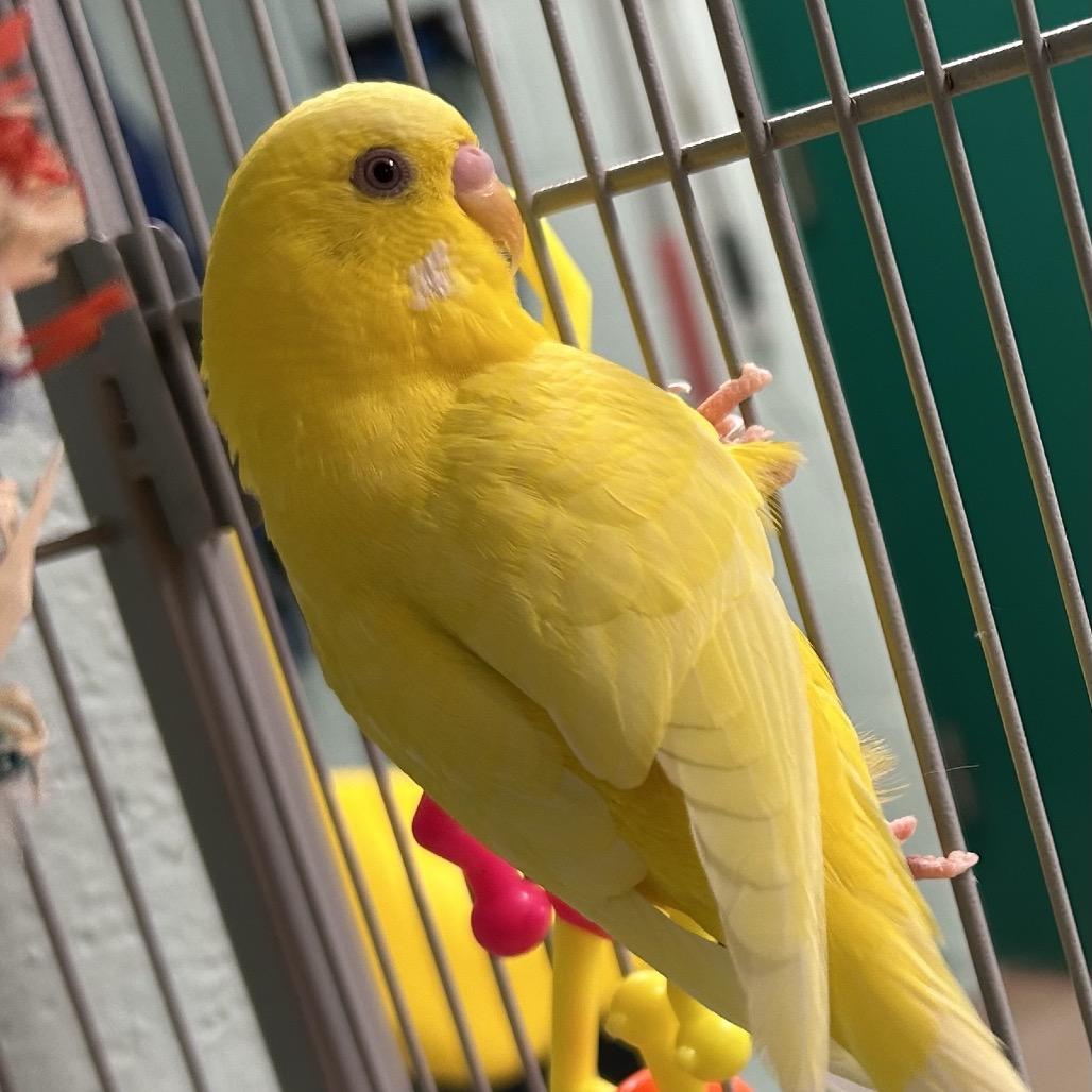 Enlarge Butterscotch, a Adoptable Parakeet (Other) in Waukesha, WI image 1/1