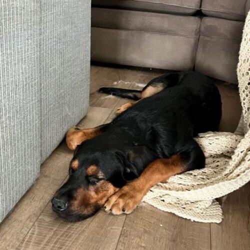 Enlarge ROSCOE *, a Adoptable German Shepherd Dog in San Juan Capistrano, CA image 3/6