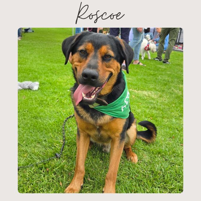 Enlarge ROSCOE *, a Adoptable German Shepherd Dog in San Juan Capistrano, CA image 1/6