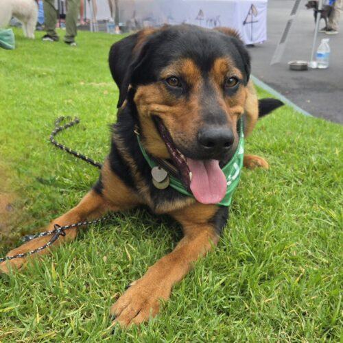 Enlarge ROSCOE *, a Adoptable German Shepherd Dog in San Juan Capistrano, CA image 4/6