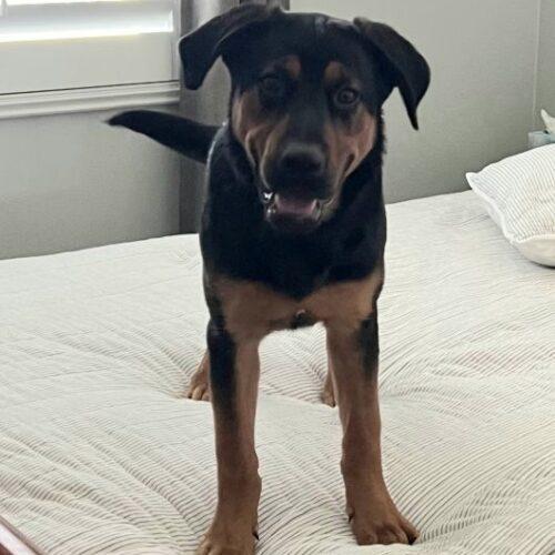 Enlarge ROSCOE *, a Adoptable German Shepherd Dog in San Juan Capistrano, CA image 5/6