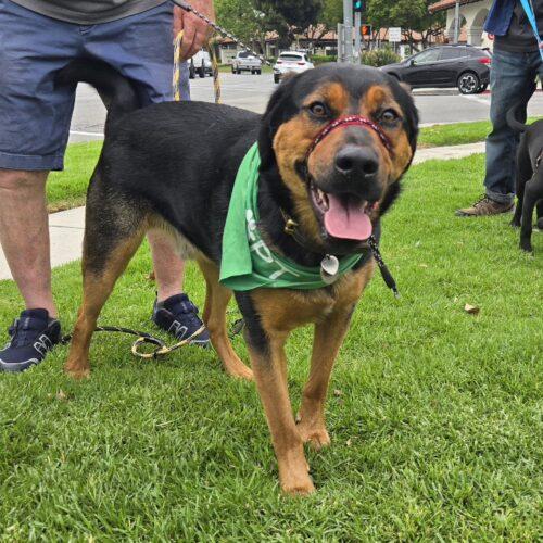 Enlarge ROSCOE *, a Adoptable German Shepherd Dog in San Juan Capistrano, CA image 6/6