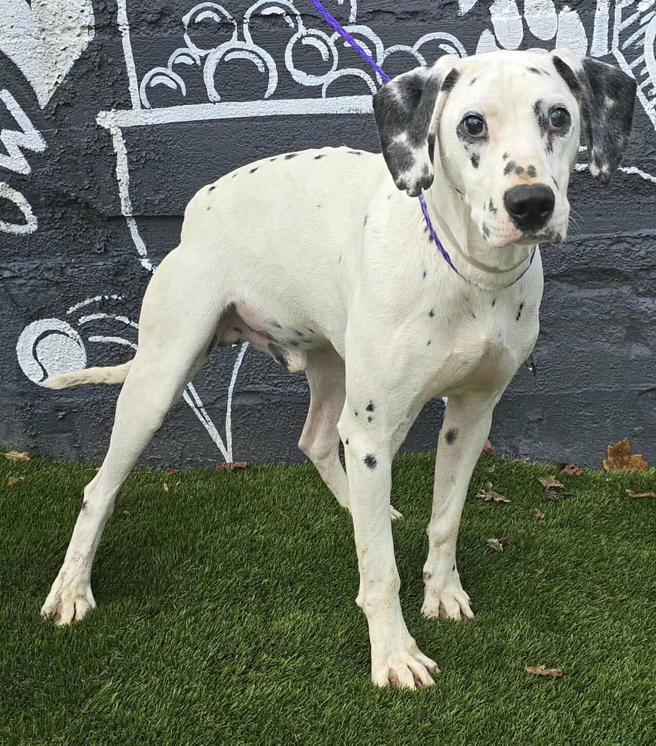 Dobbie *foster needed*