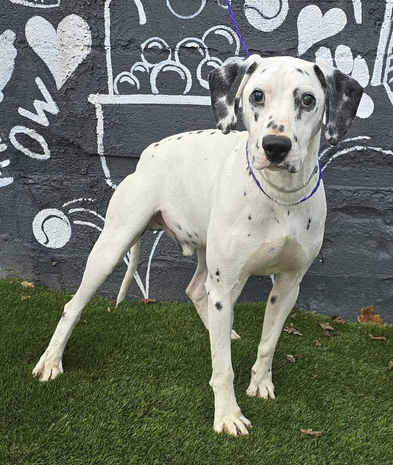 Dobbie *foster needed*