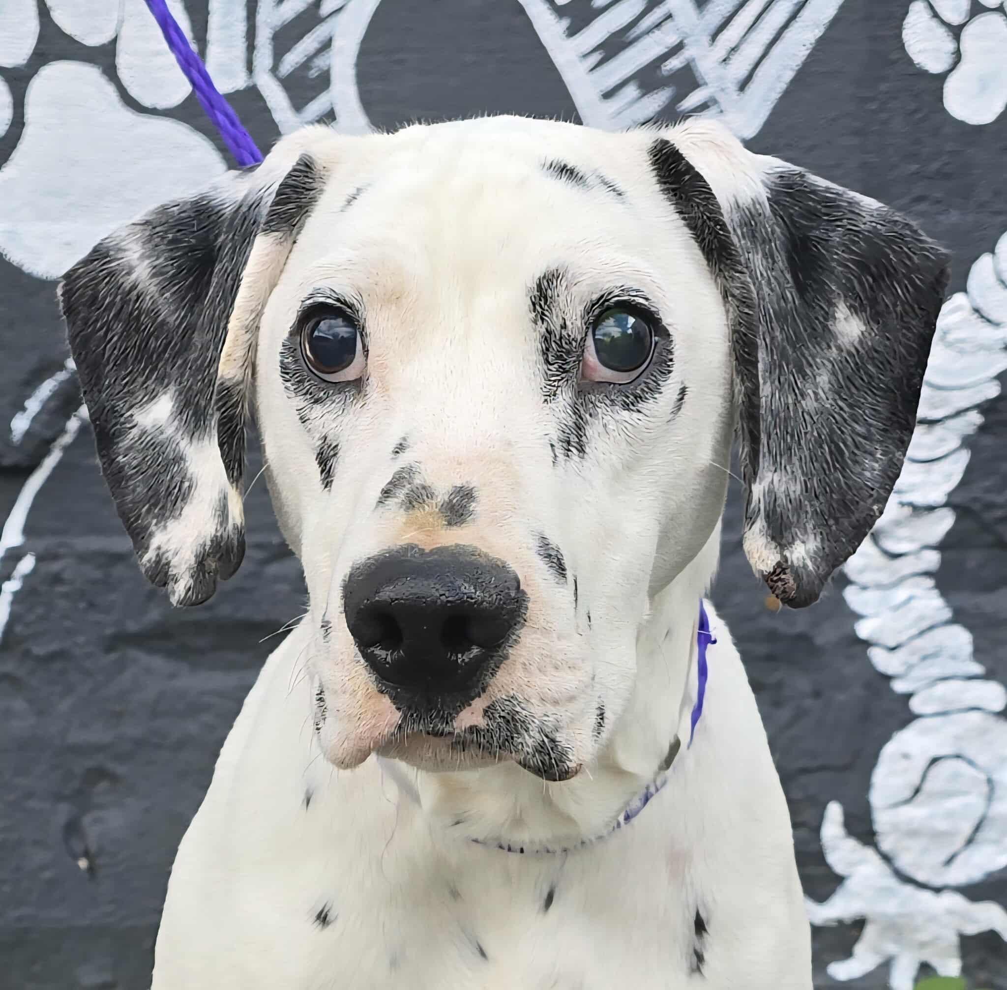 Dobbie *foster needed*