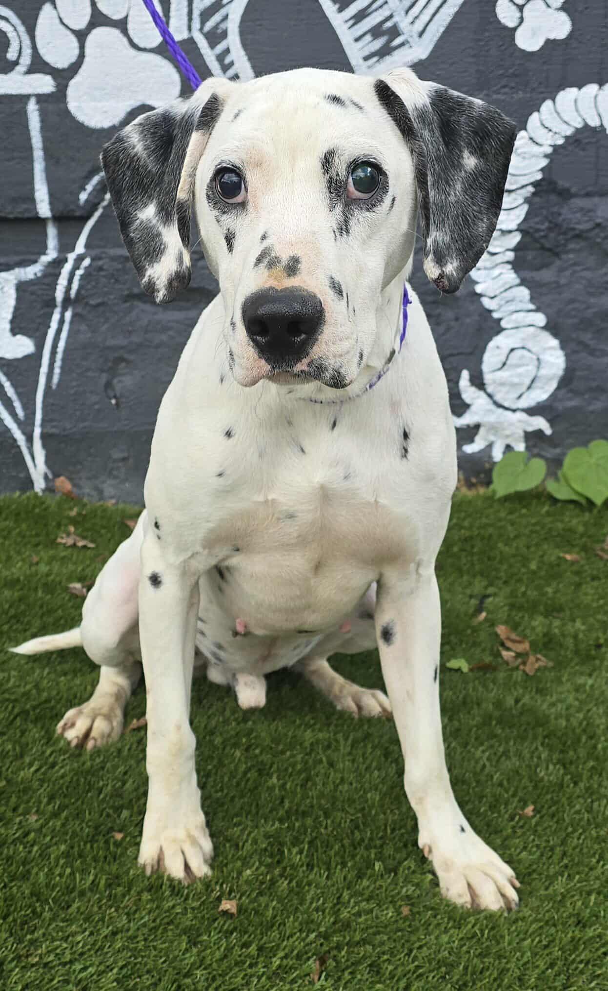 Dobbie *foster needed*