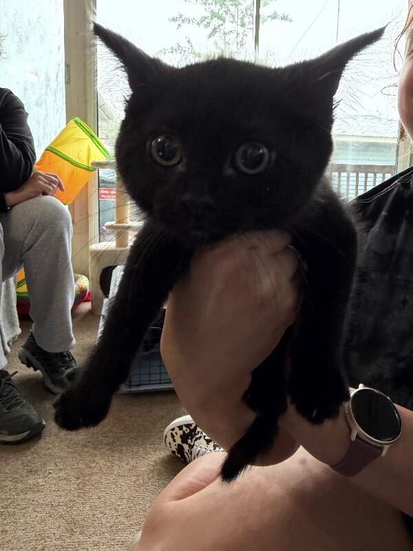 Xenopus, a Adoptable Domestic Short Hair in Grand Rapids, MI image 1/3
