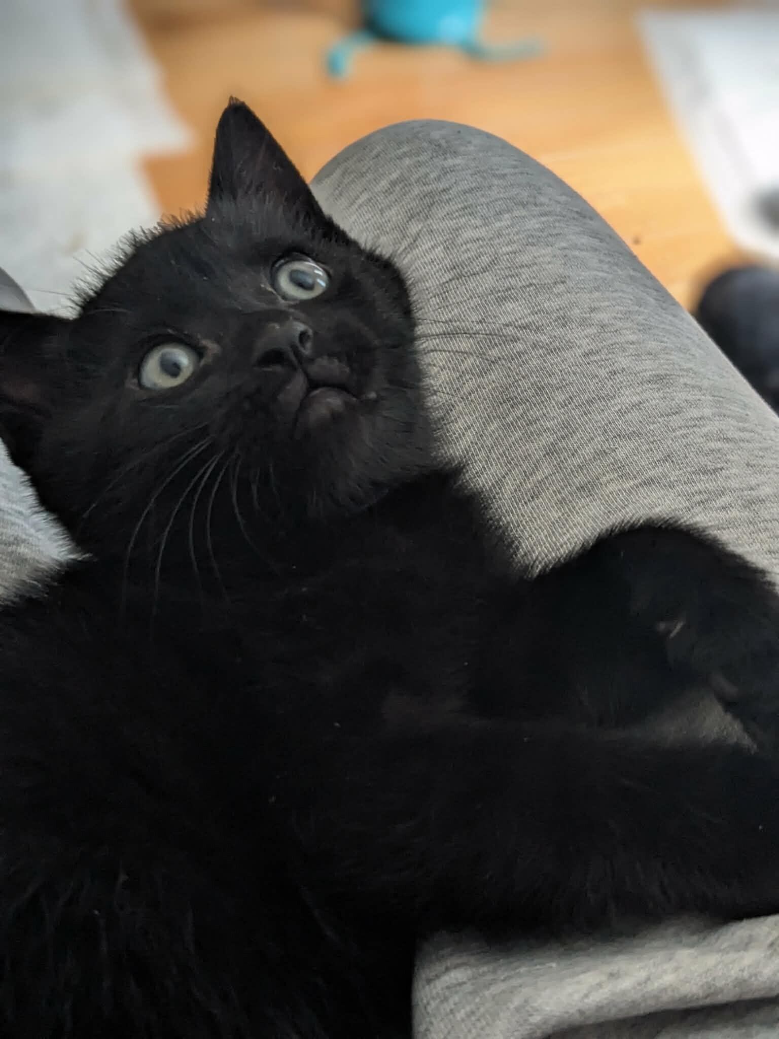 Xenopus, a Adoptable Domestic Short Hair in Grand Rapids, MI image 3/3
