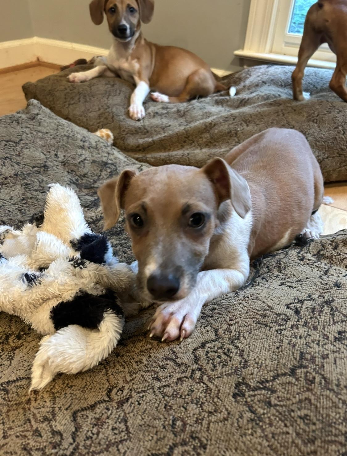 Asher, Baby Male Jack Russell Terrier
