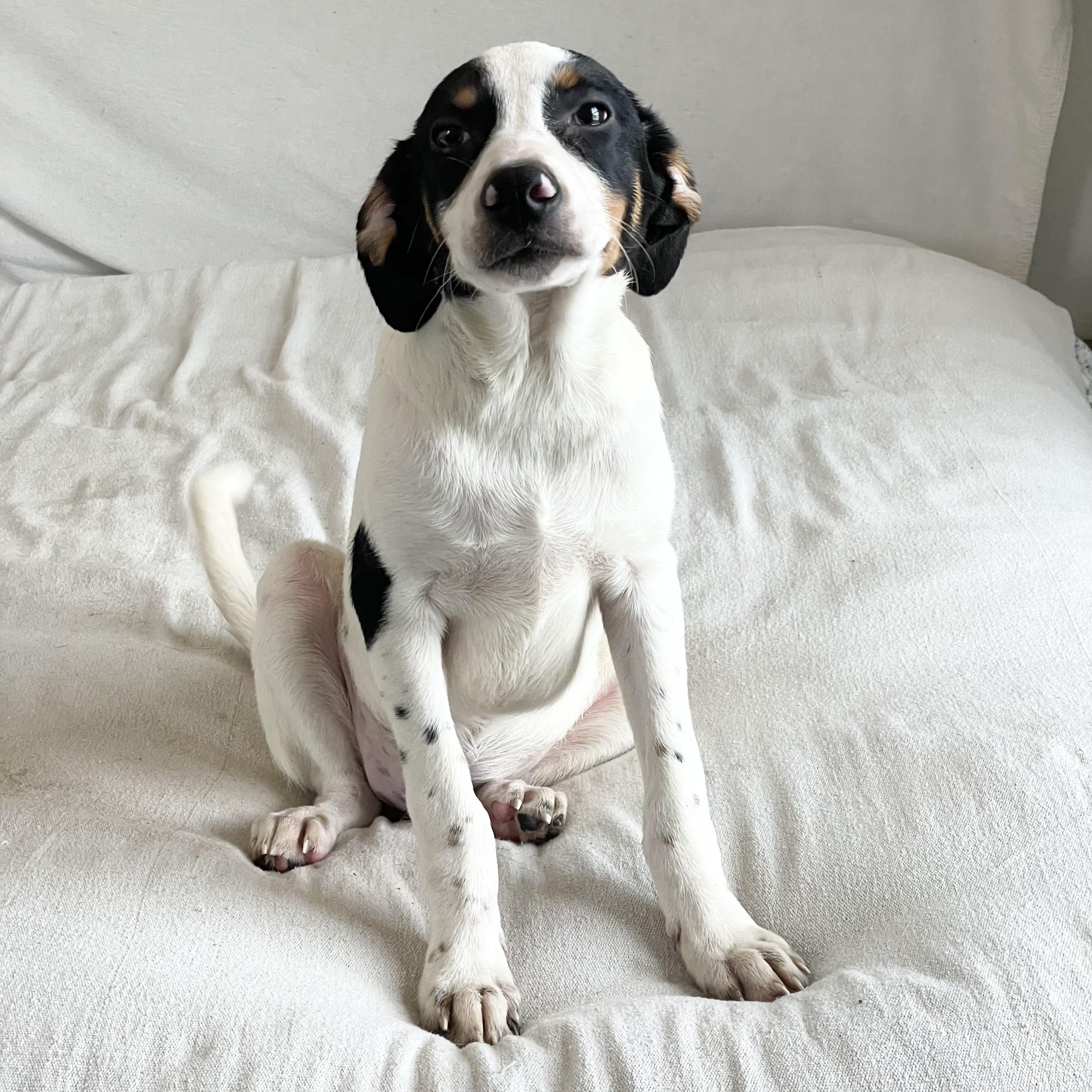 Enlarge Darling Tris, a ADOPTABLE mixed breed in West Hartford , CT image 4/4